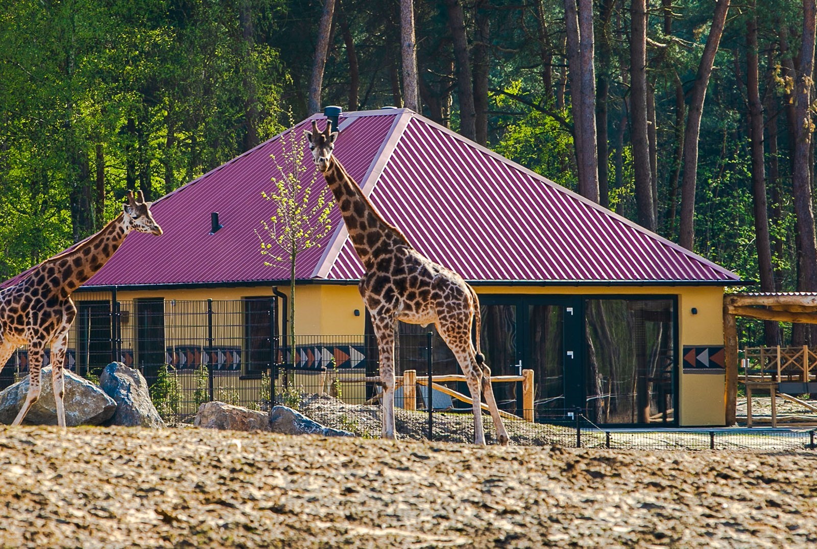 Slapen in een echte Afrikaanse Lodge op 15 meter afstand van de wilde dieren op het Safari Resort in Beekse Bergen