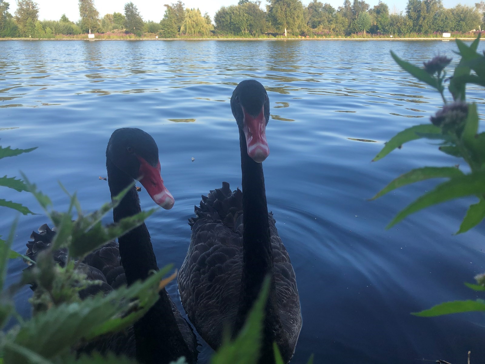 Cottage op een eiland