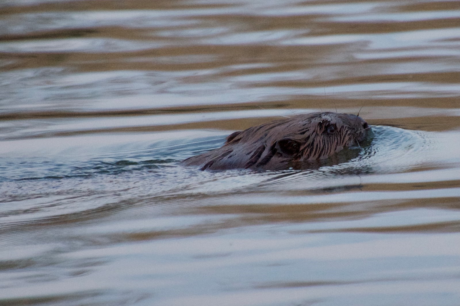 Uniek overnachten op het water - de Biesbosch