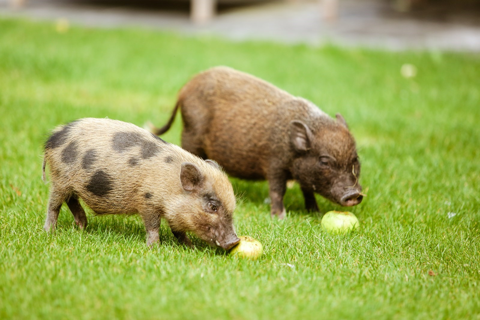 Een stukje Italië in Klein-Brabant