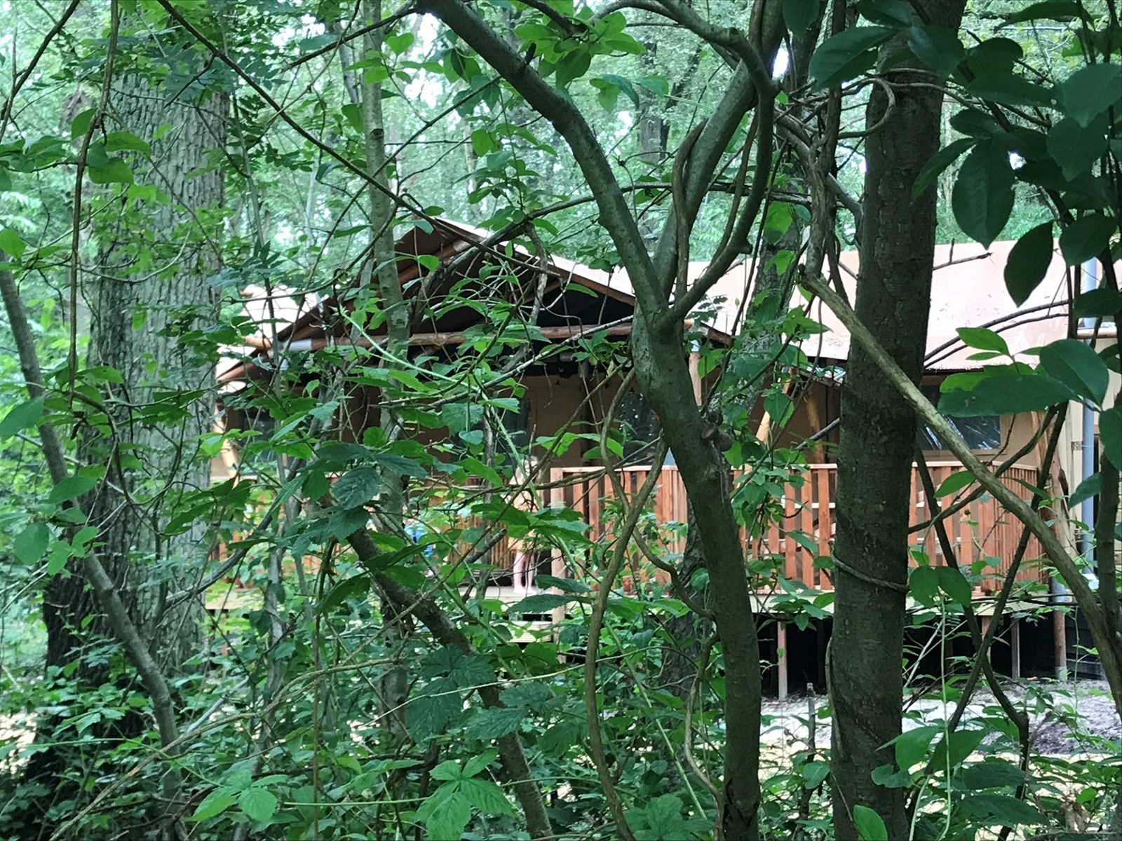 Glamping in een luxe Lodge in het bos