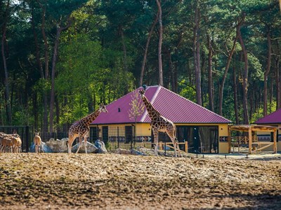 Savanne Lodge tussen de wilde dieren Savanne Lodge tussen de wilde dieren