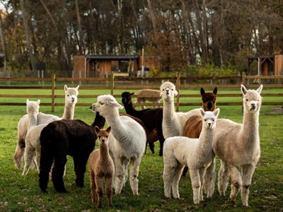 Cabin met uitzicht op alpaca’s Cabin met uitzicht op alpaca’s