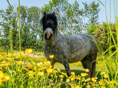 Slapen in  een Diamantvorm Tiny House Slapen in  een Diamantvorm Tiny House