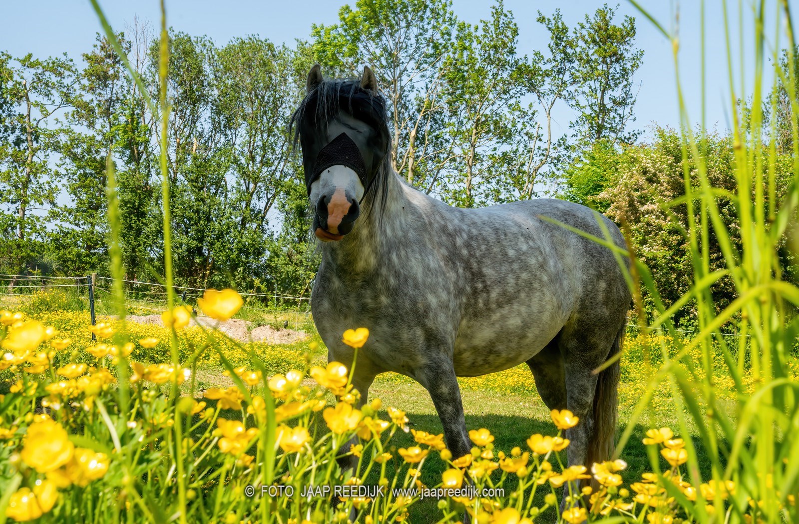 Diamantvorm Tiny House op het eiland Goeree-Overflakkee