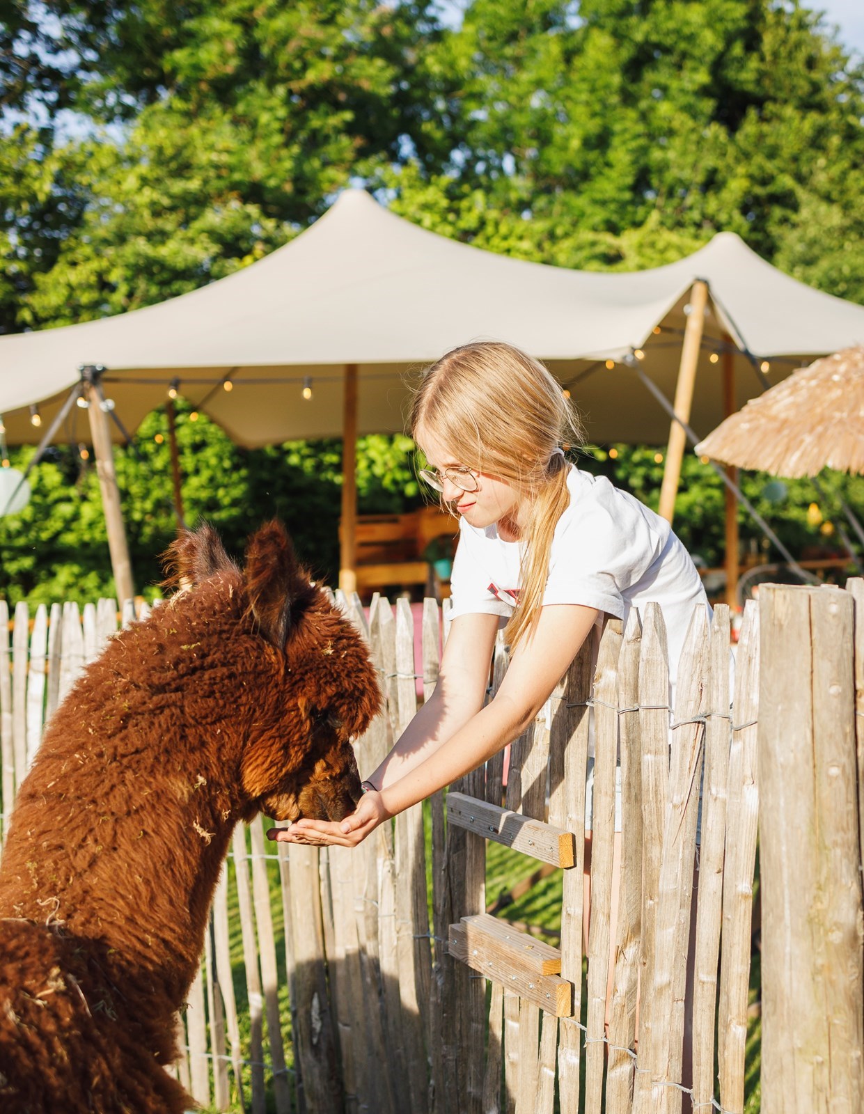 Logeer in een Afrikaanse Bell Tent bij de alpaca's