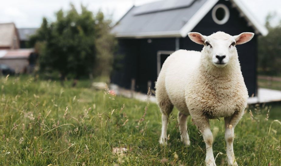 Tiny House tussen de schapen aan de voet van de dijk