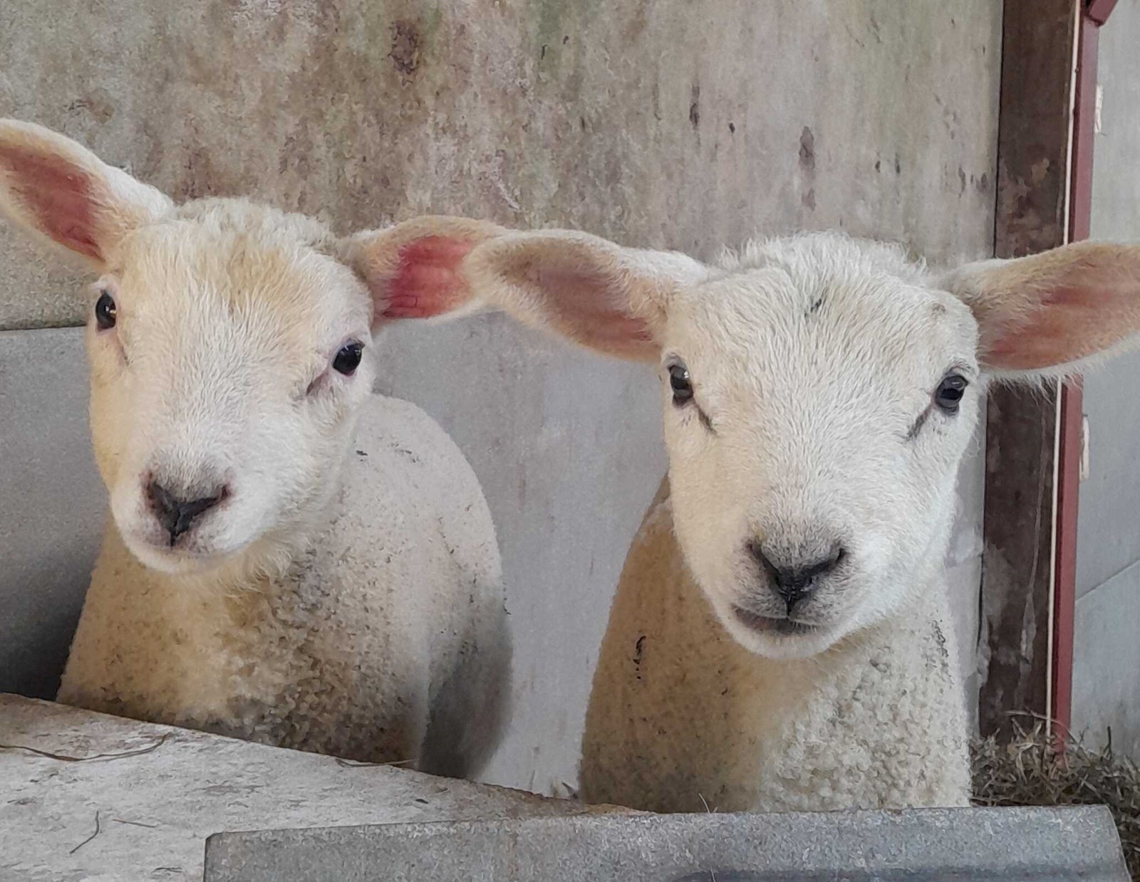 Pipowagen met bedstee