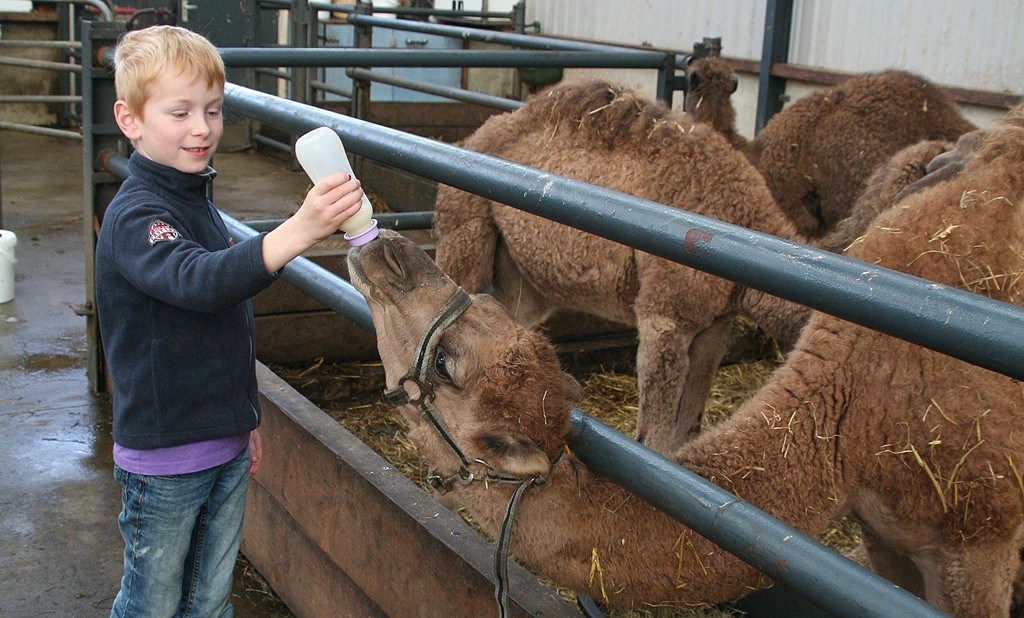 Groepsaccommodatie tussen de Kamelen