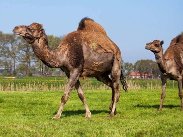 Groepsaccommodatie tussen de Kamelen Groepsaccommodatie tussen de Kamelen