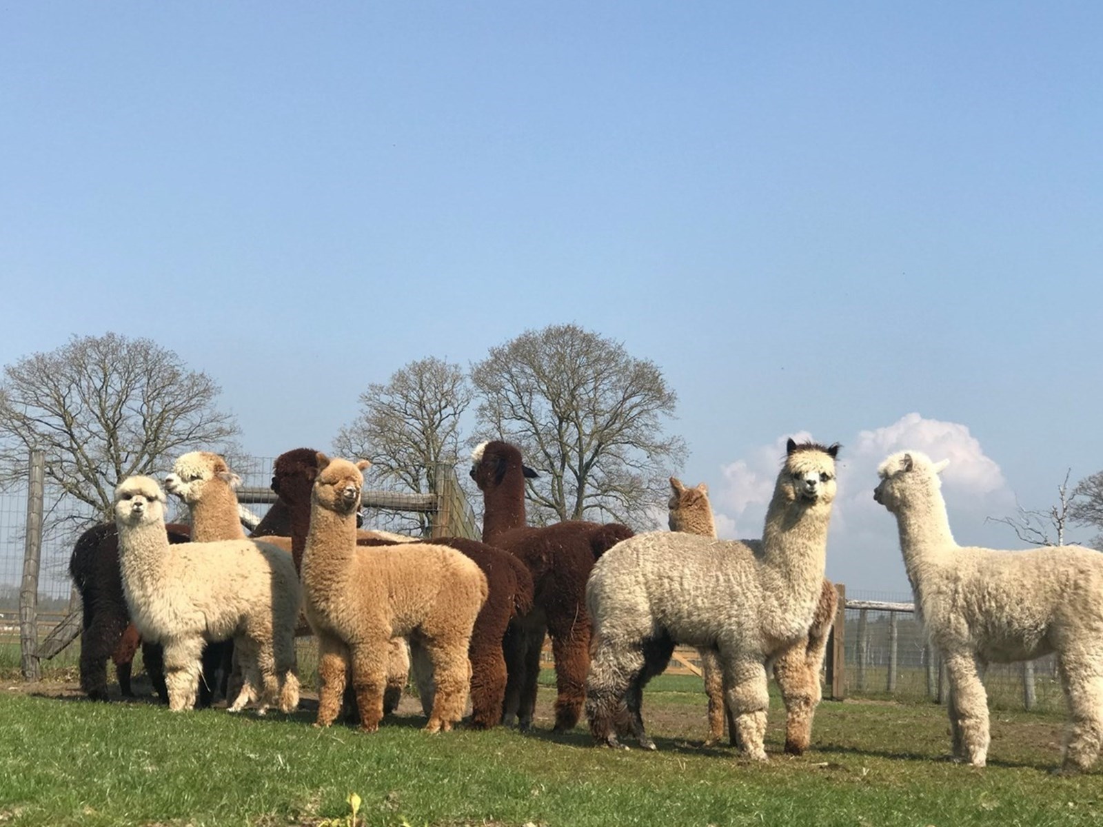Knusse Glamping lodge met hottub op alpaca farm