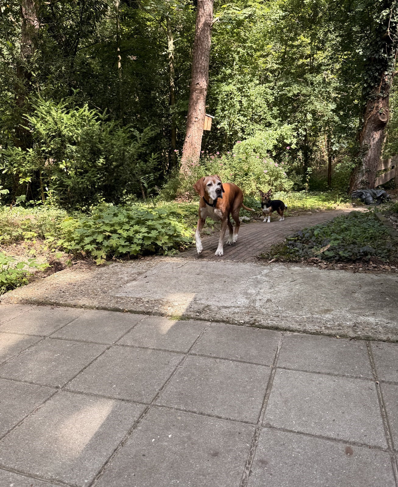 Boshuisje met hottub op een unieke plek midden in het bos