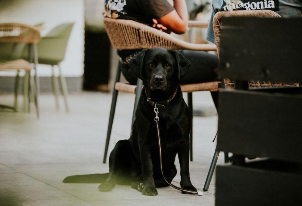 Klimmen en klauteren in deze kindvriendelijke en hondvriendelijke glampingtent