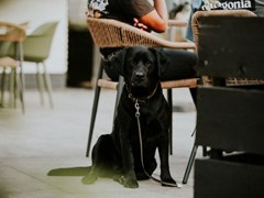 Klimmen en klauteren in deze kindvriendelijke en hondvriendelijke glampingtent Klimmen en klauteren in deze kindvriendelijke en hondvriendelijke glampingtent