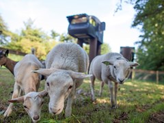 Uniek! Slapen in een Struisvogel Uniek! Slapen in een Struisvogel