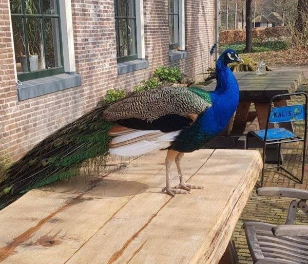 Bijzondere B&B in een monumentale boerderij uit 1788 op een historisch landgoed