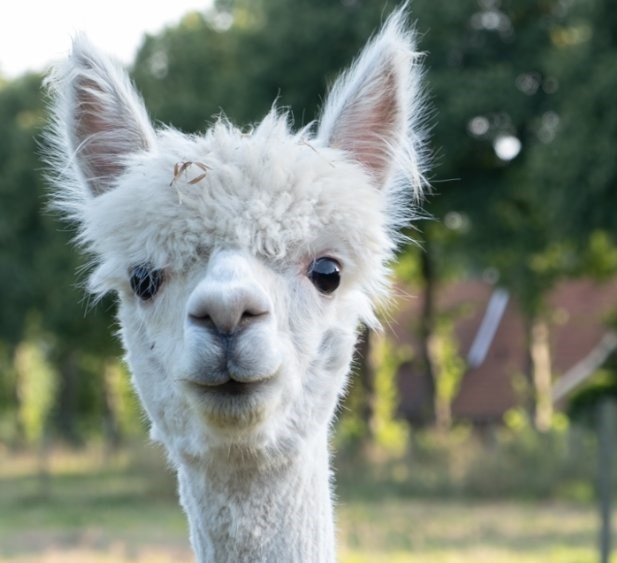 B&B in een Yurt op een Alpacaboerderij