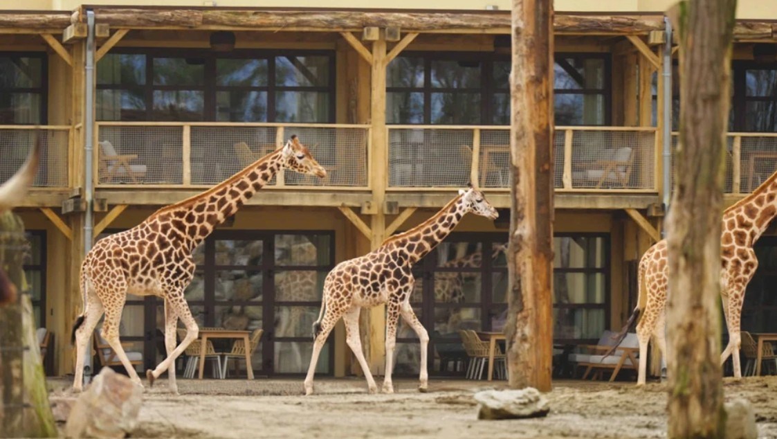Wakker worden tussen de wilde dieren in het Safari Hotel Beekse Bergen