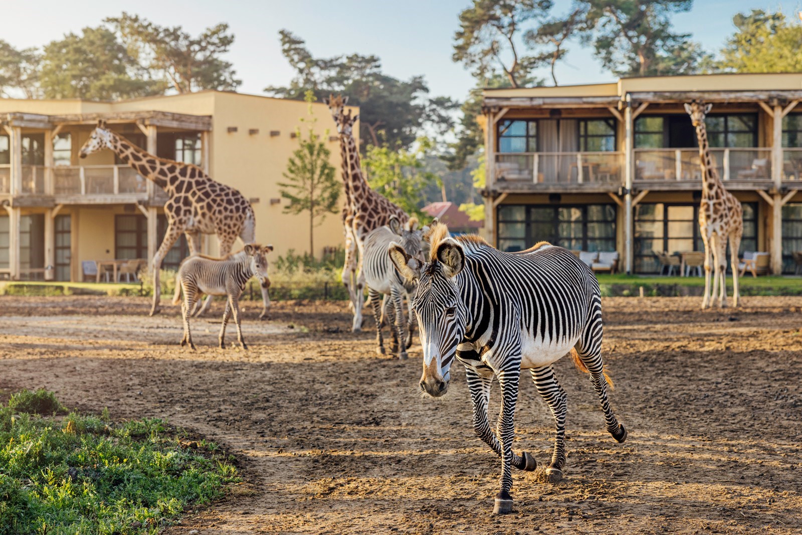 Wakker worden tussen de wilde dieren in het Safari Hotel Beekse Bergen