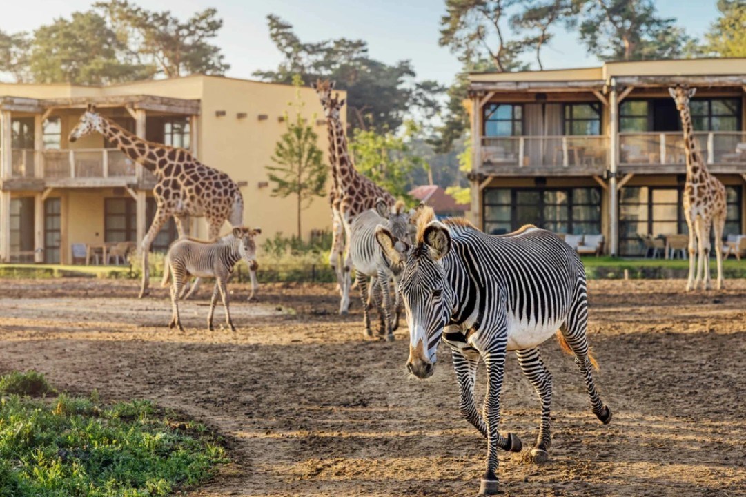 Wakker worden tussen de wilde dieren in het Safari Hotel Beekse Bergen