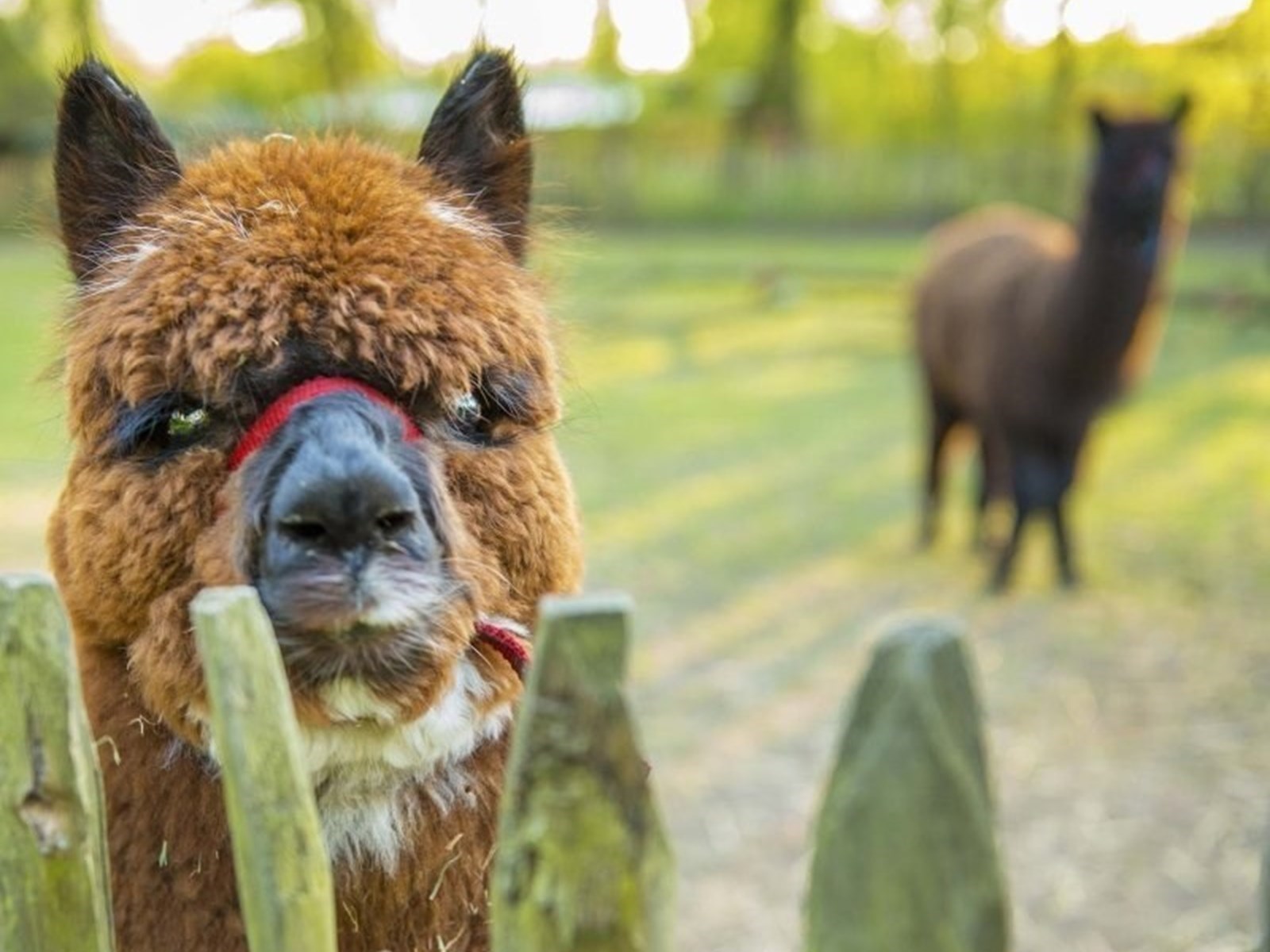 Tipitent met houtkachel