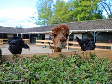 Uniek vakantiehuisje op een alpaca boerderij Uniek vakantiehuisje op een alpaca boerderij