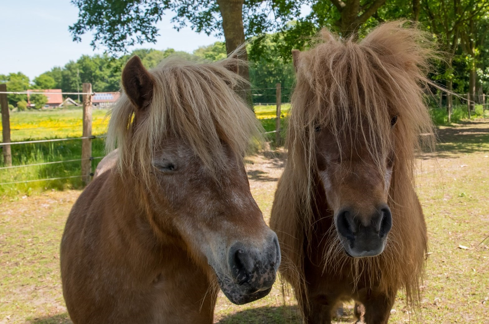 Bedrog Transformator opladen Pony safari op een Brabantse boerderij - OrigineelOvernachten