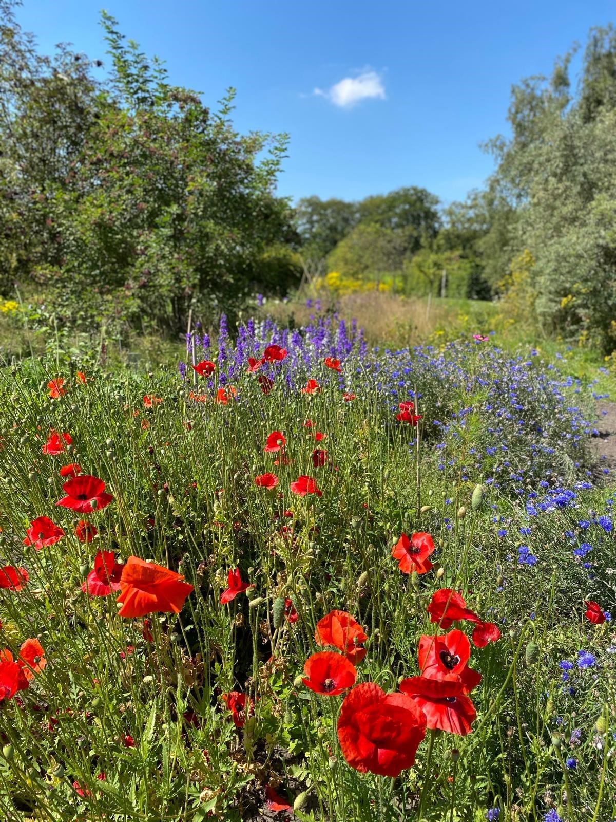 Retro kamperen in een 'toffe wagens bos'