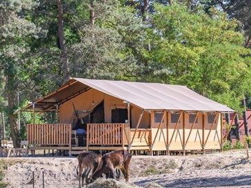 Glamping tussen wilde dieren Glamping tussen wilde dieren
