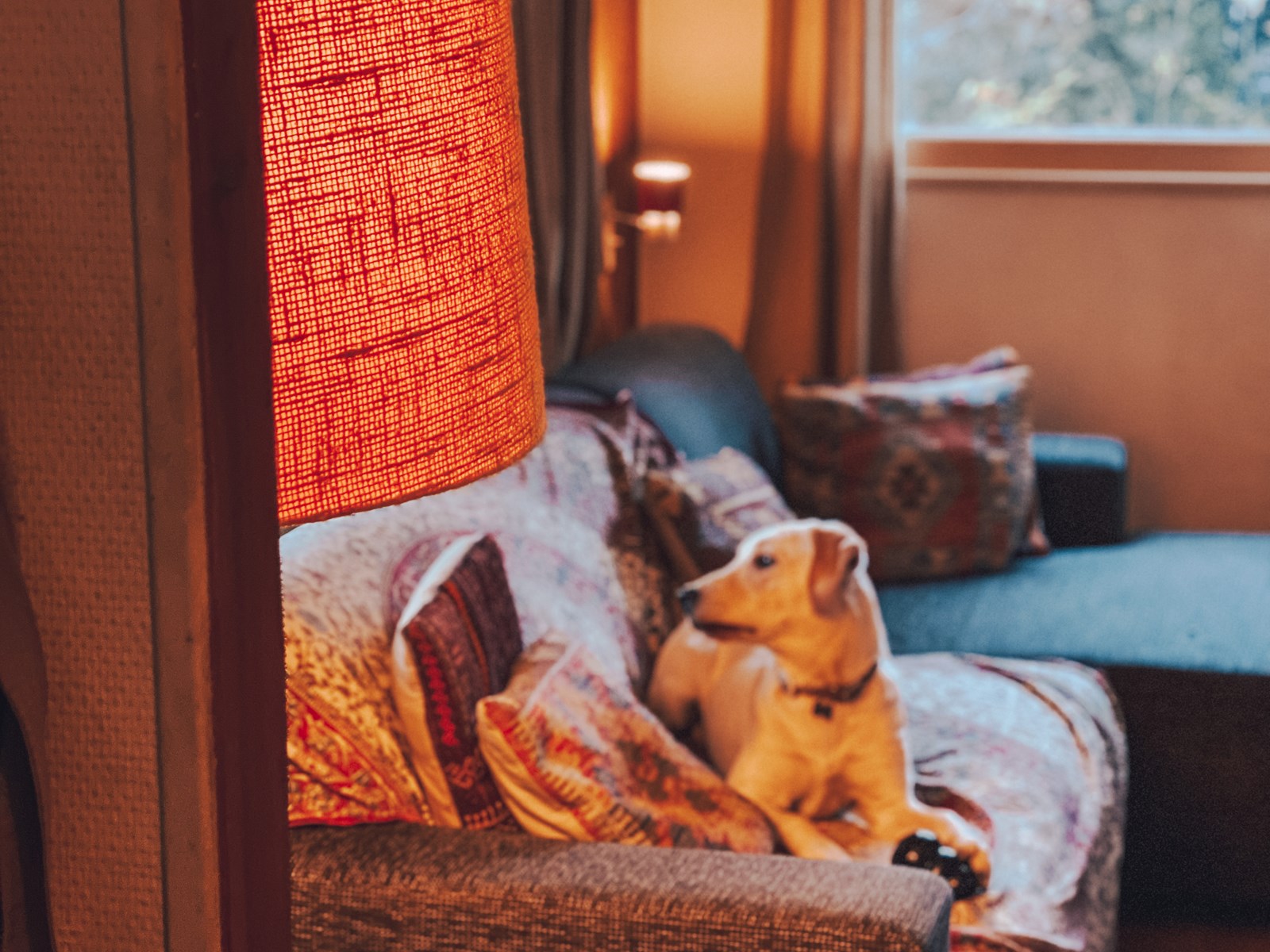 Reis met hond voorbereiden doe je zo