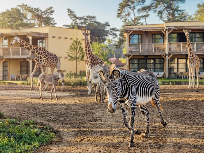 Leuk voor avontuurlijke jongens: wakker worden tussen de dieren