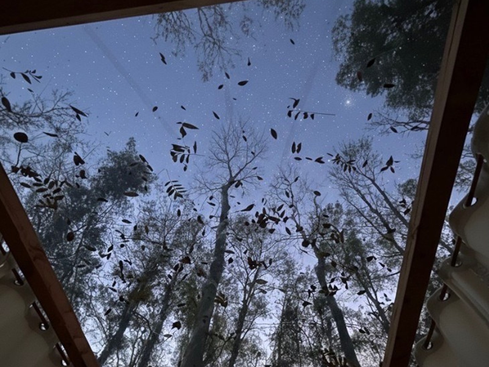 Een magische avond in je eigen bubbel in het bos