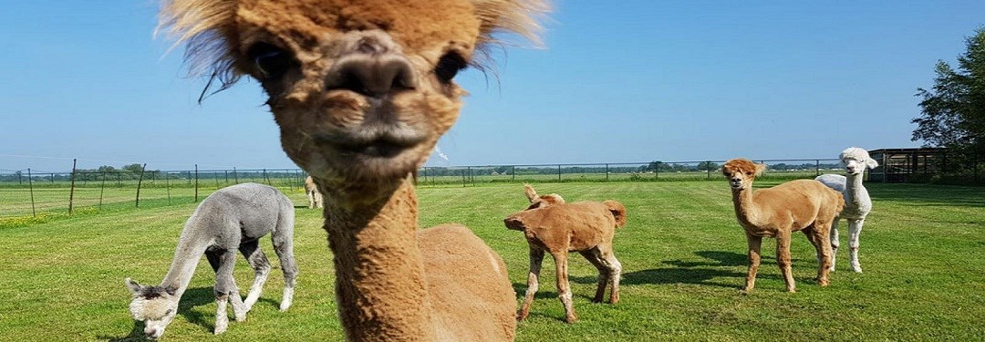 Beestachtig (slapen tussen de dieren)